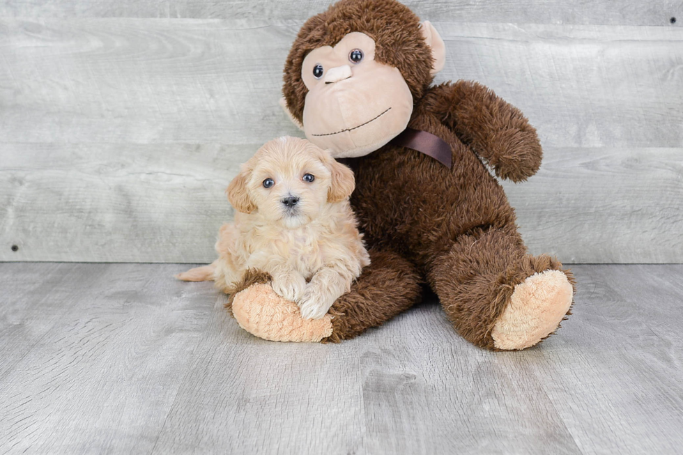 Best Maltipoo Baby