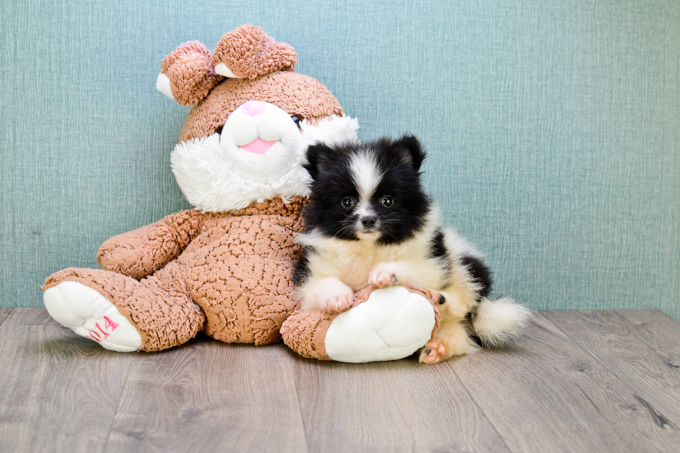 Akc Registered Pomeranian Baby