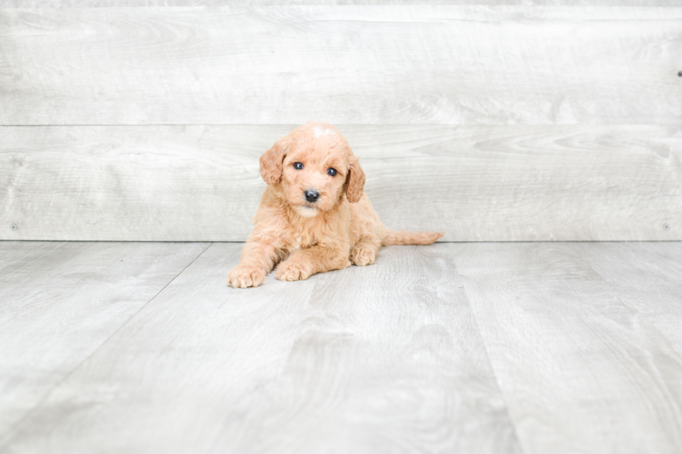 Friendly Mini Goldendoodle Baby