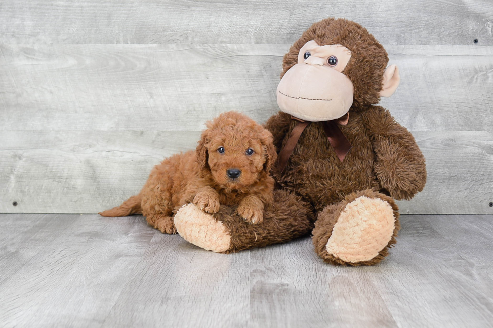 Mini Goldendoodle Pup Being Cute