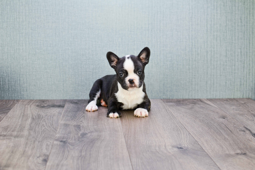 French Bulldog Pup Being Cute