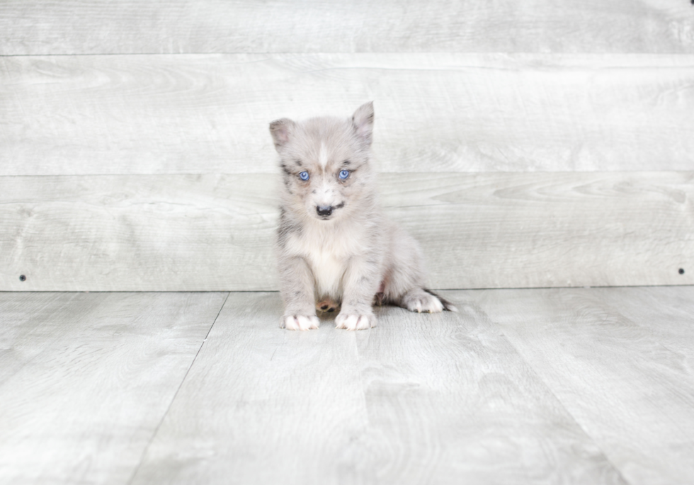 Pomsky Pup Being Cute