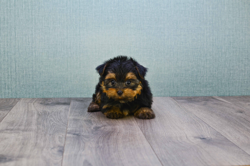 Meet Timmy - our Yorkshire Terrier Puppy Photo 