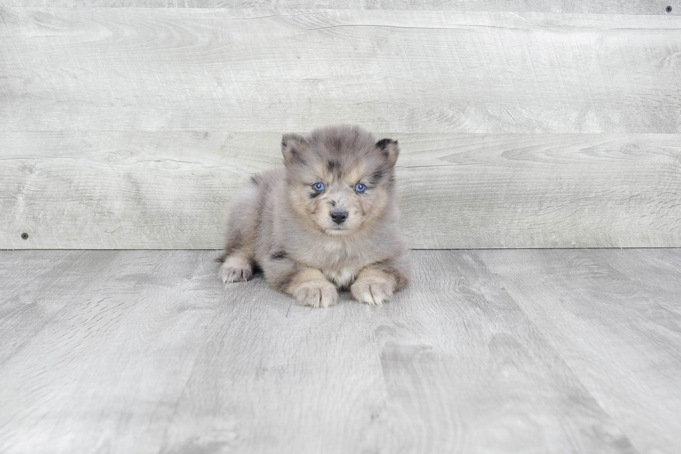 Pomsky Pup Being Cute