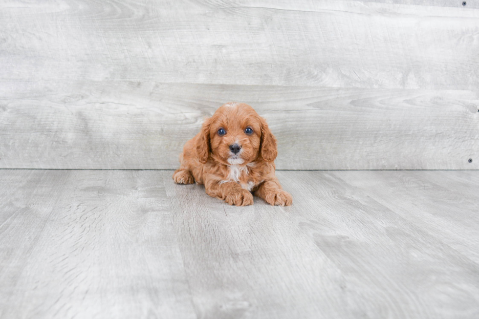 Cavapoo Puppy for Adoption