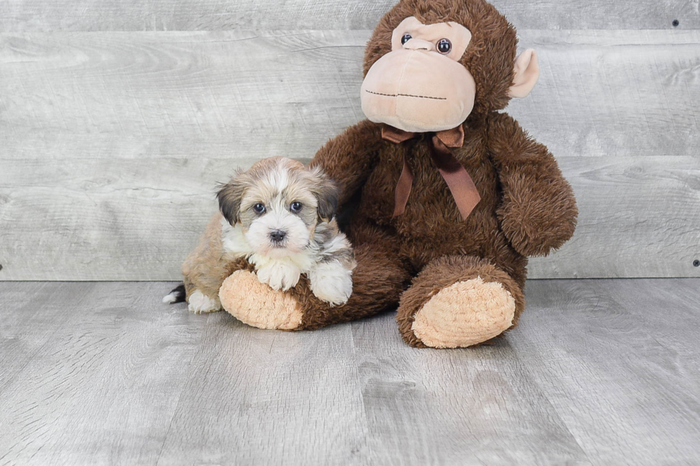 Adorable Havanese Purebred Puppy