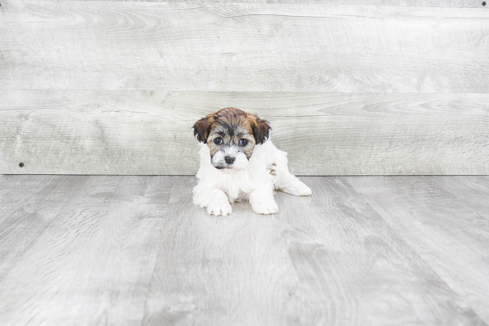 Funny Havanese Baby