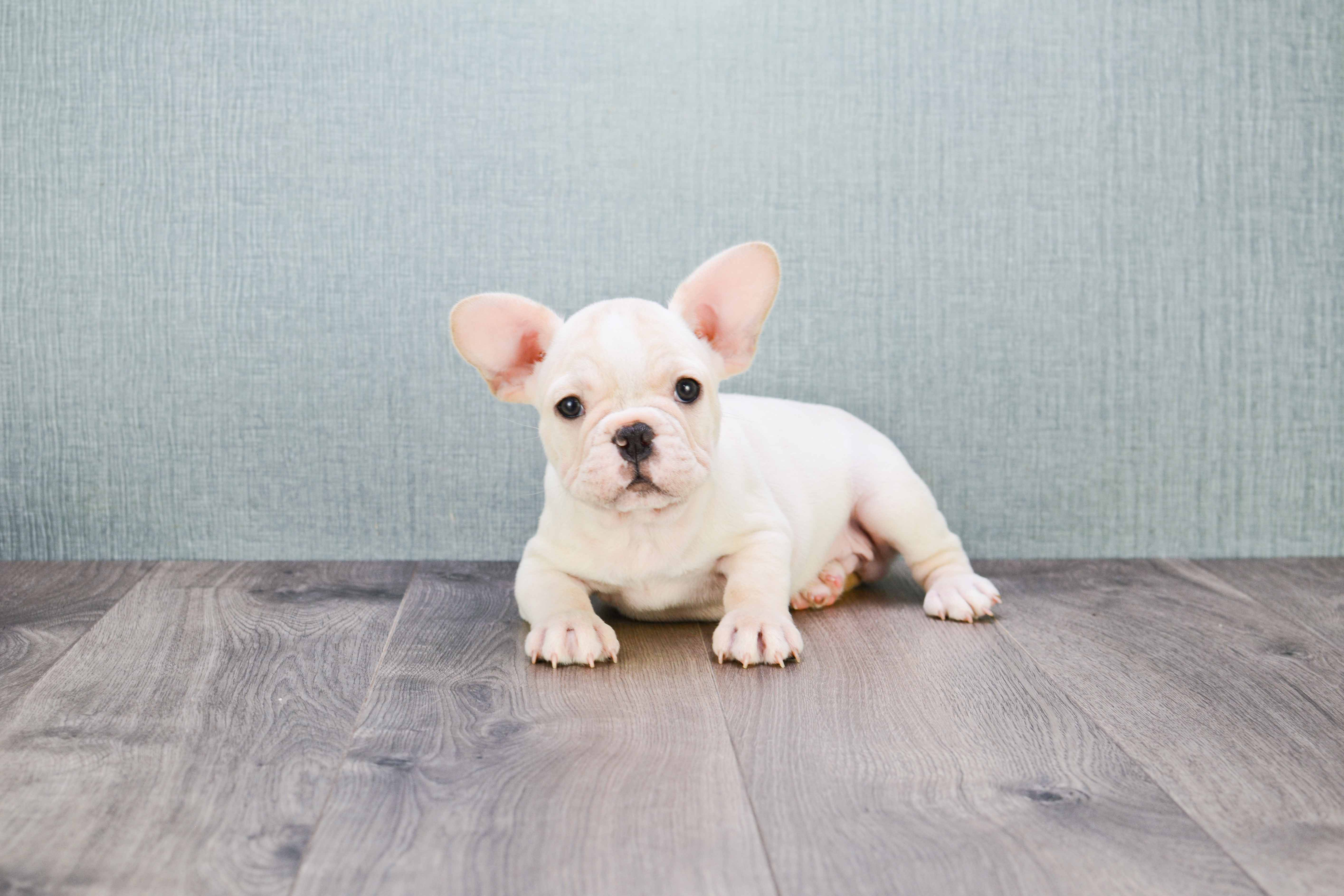 Funny French Bulldog Baby