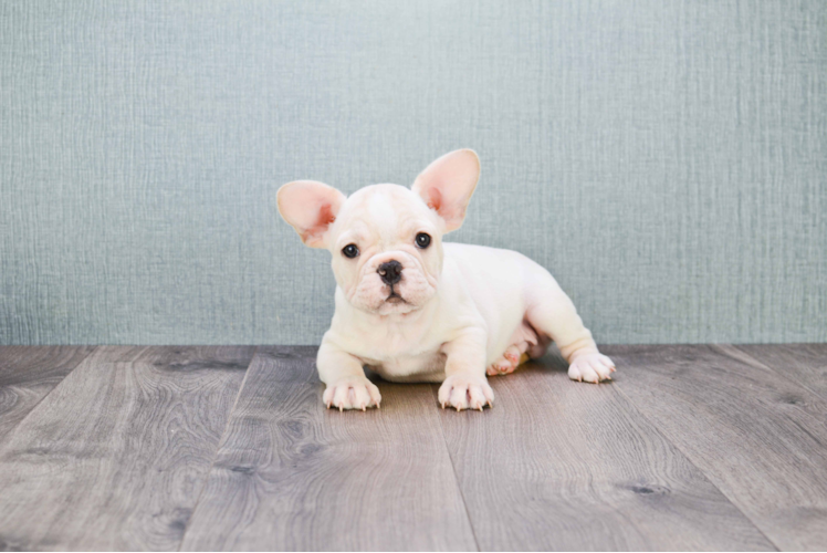 Funny French Bulldog Baby