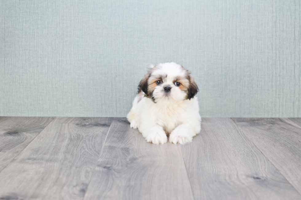 Teddy Bear Pup Being Cute