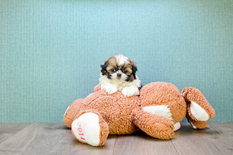 Teddy Bear Pup Being Cute