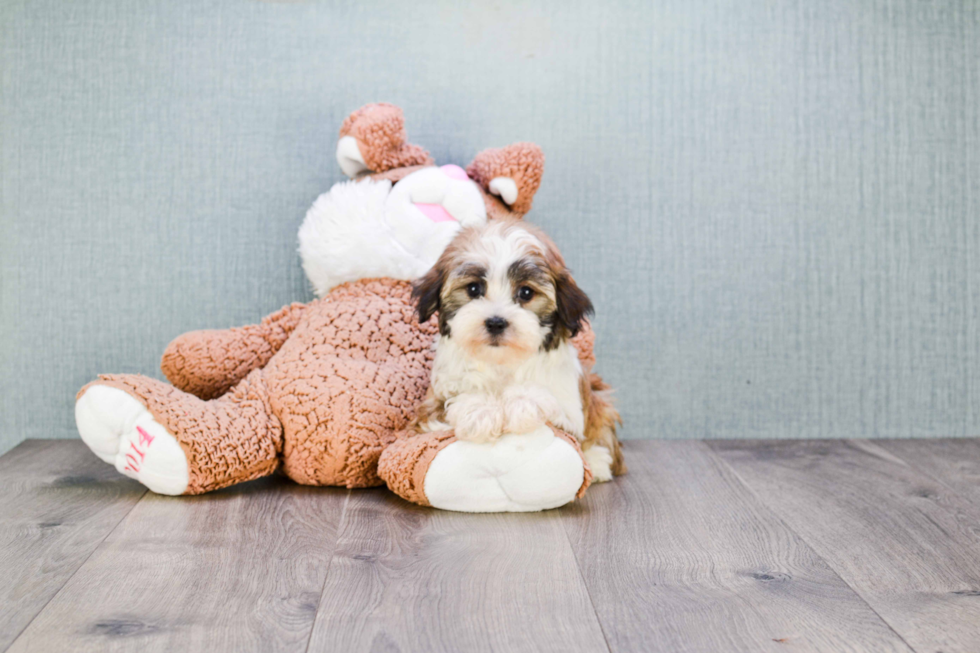 Hypoallergenic Havanese Baby