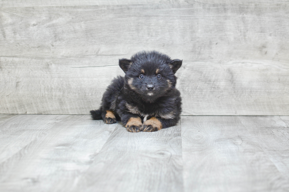 Small Pomsky Baby