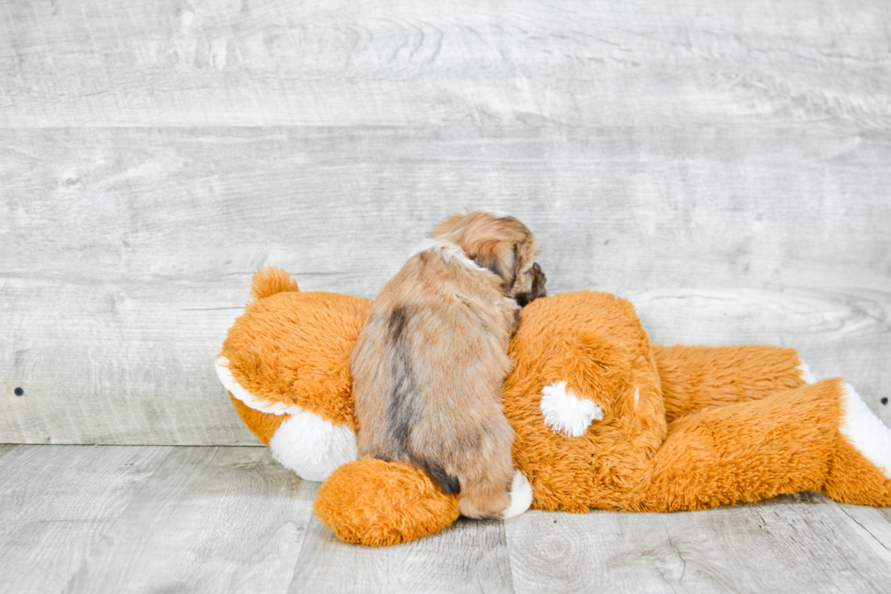 Havanese Puppy for Adoption