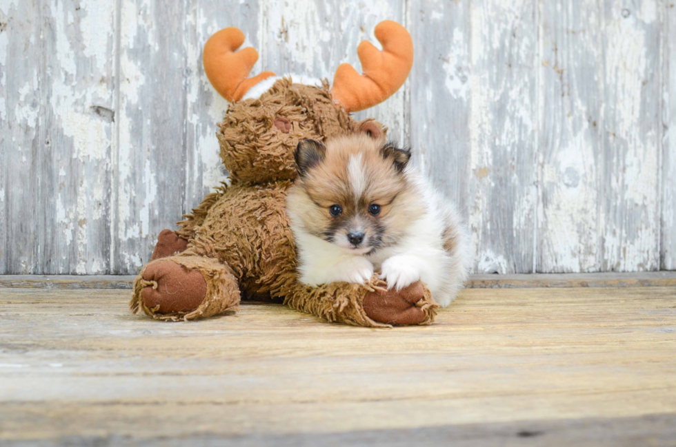 Small Pomeranian Baby