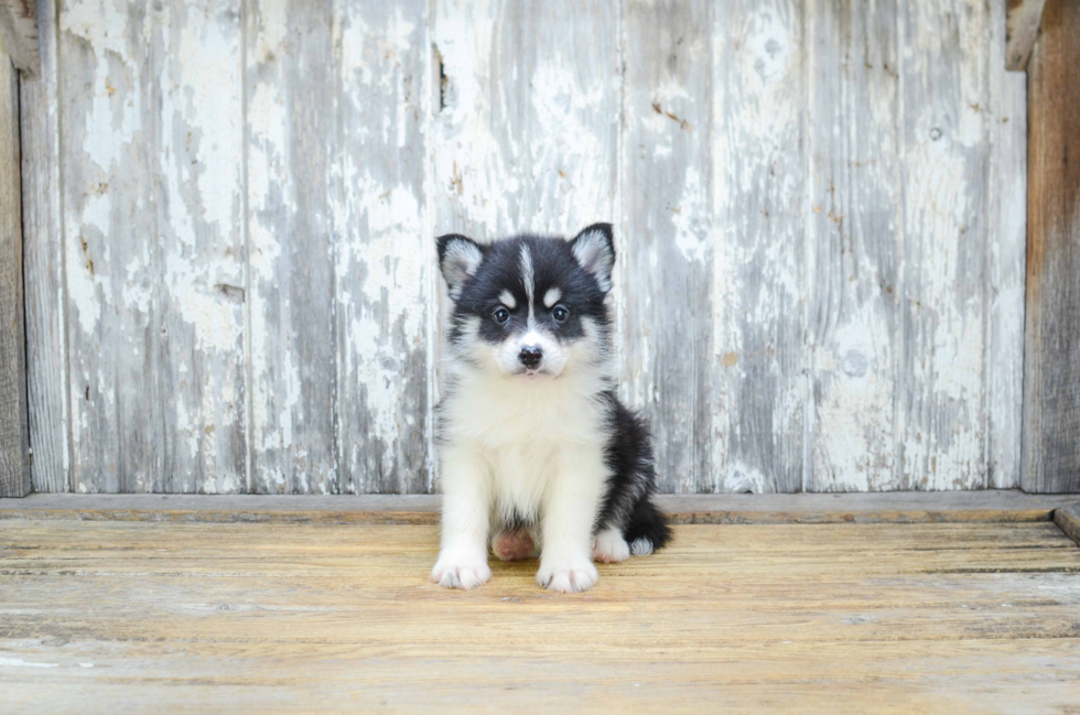 Best Pomsky Baby