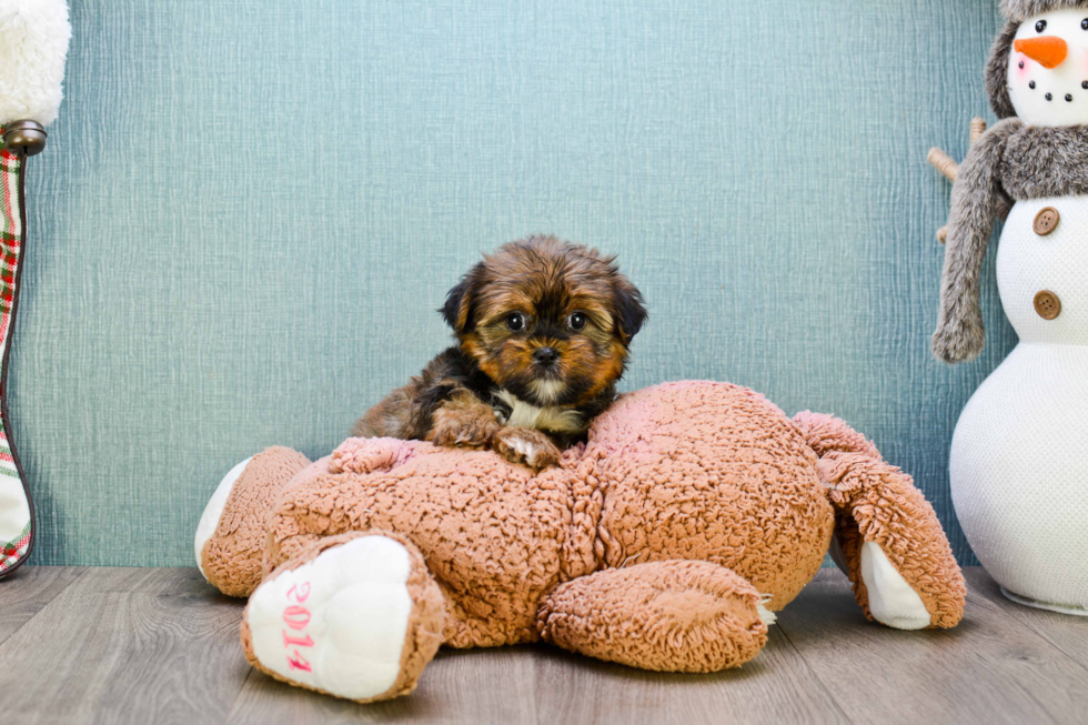 Happy Shorkie Baby