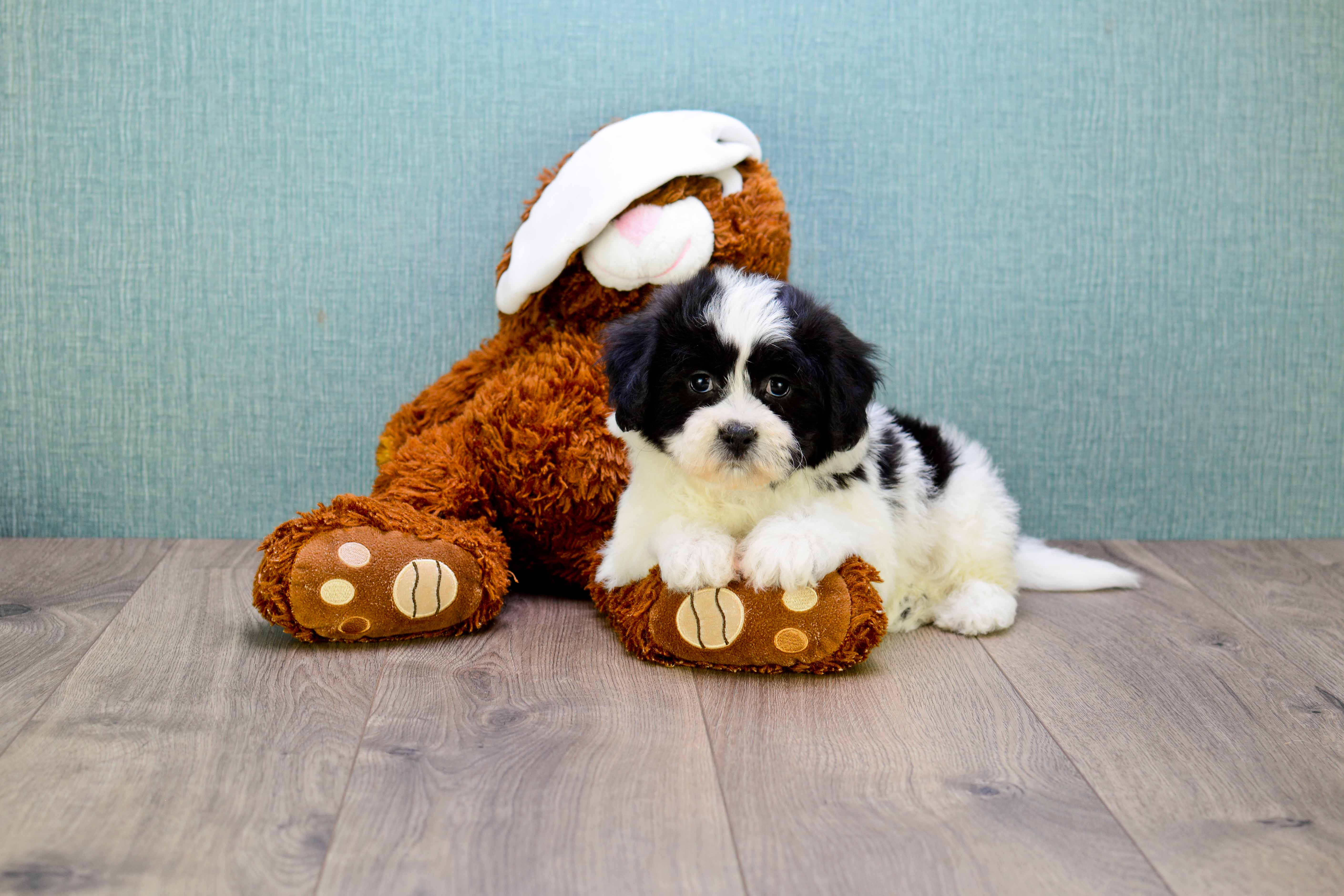 Happy Teddy Bear Baby