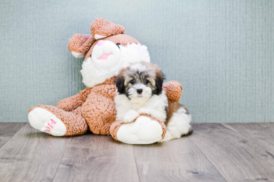 Best Havanese Baby