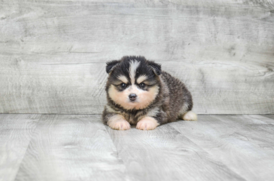 Popular Pomsky Designer Pup