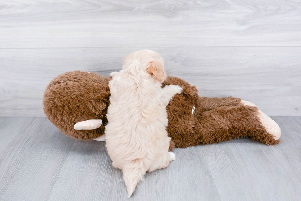 Maltipoo Pup Being Cute