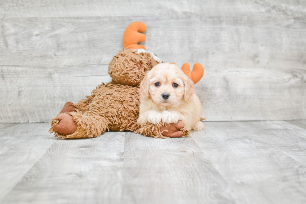 Happy Cavachon Baby