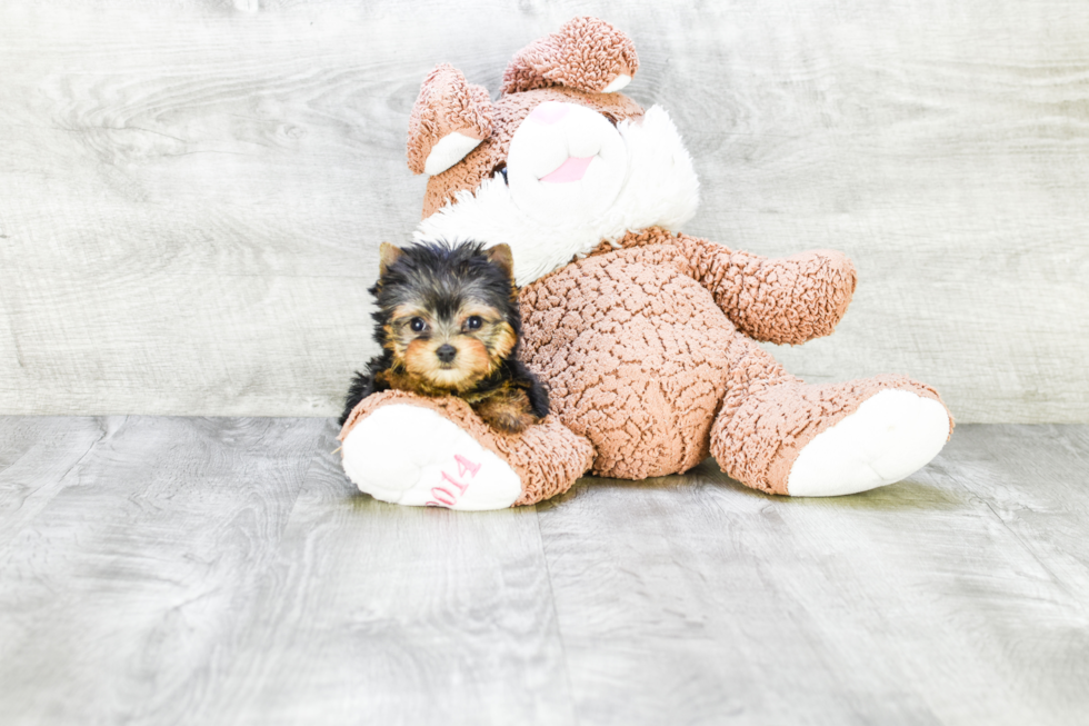 Meet Tinkerbell - our Yorkshire Terrier Puppy Photo 