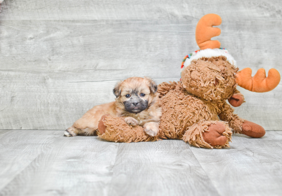 Funny Teddy Bear Designer Pup