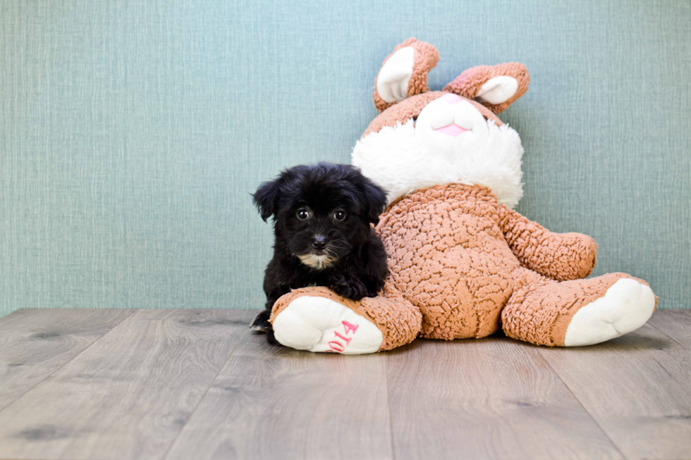 Fluffy Yorkie Poo Poodle Mix Pup