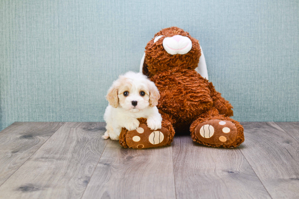 Best Cavachon Baby