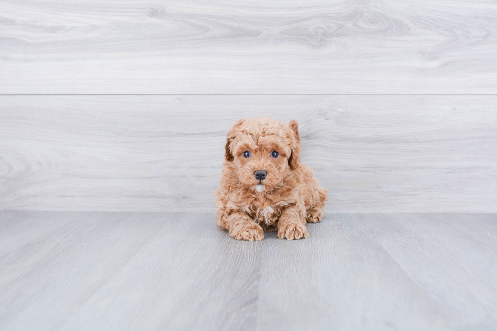 Popular Cavapoo Poodle Mix Pup