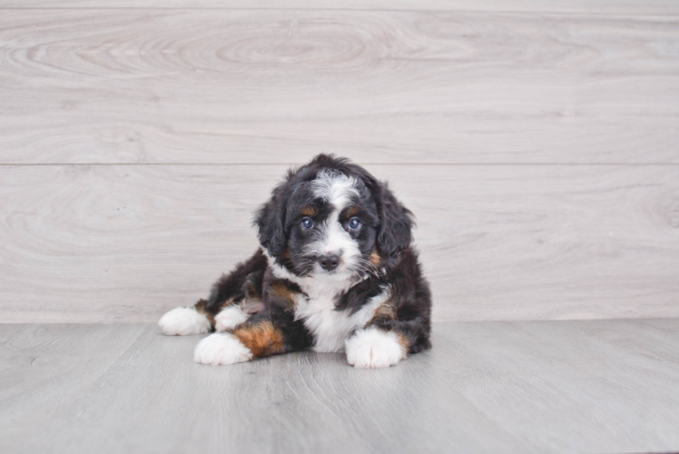 Mini Aussiedoodle Puppy for Adoption