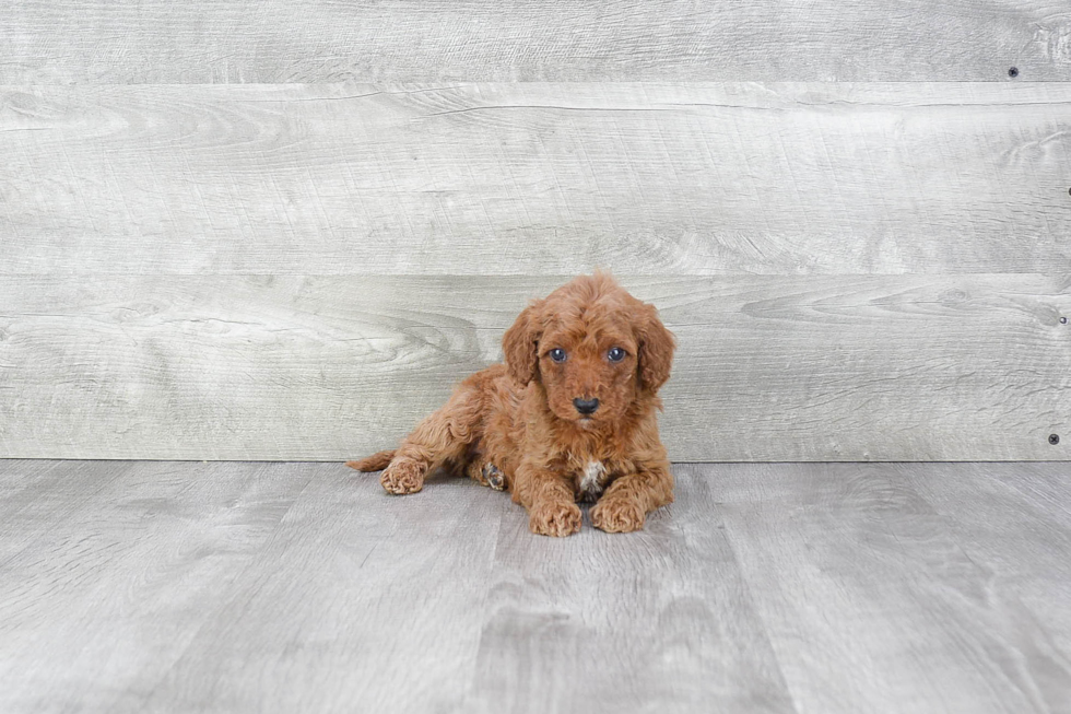 Adorable Golden Retriever Poodle Mix Puppy