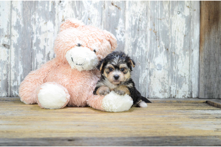 Morkie Puppy for Adoption