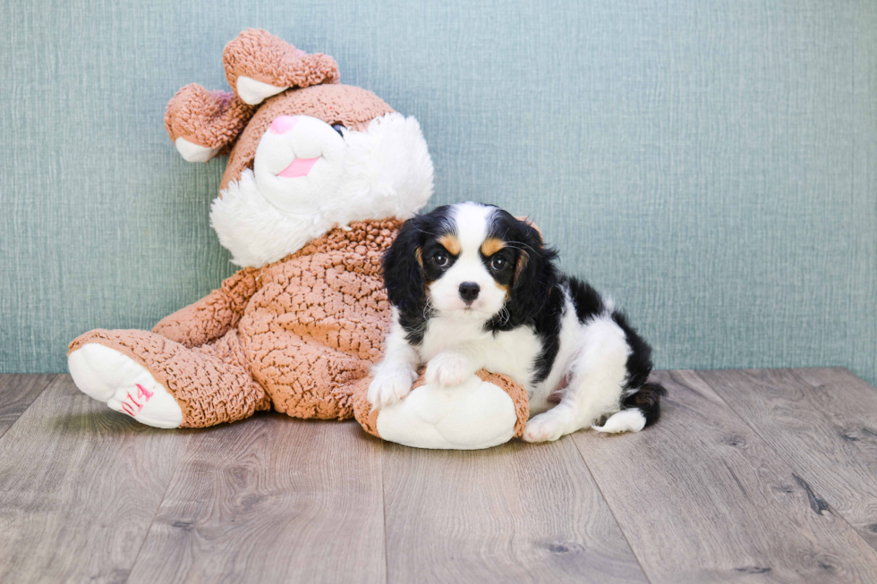 Cavalier King Charles Spaniel Pup Being Cute