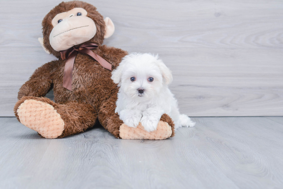 Popular Maltese Baby