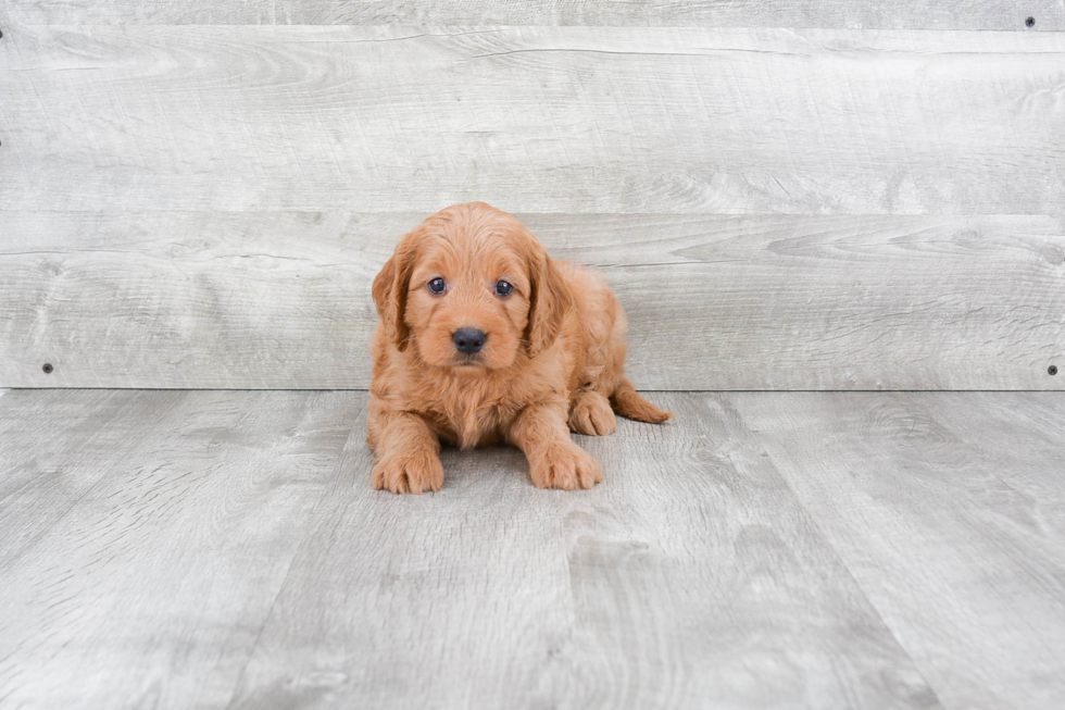 Best Mini Goldendoodle Baby