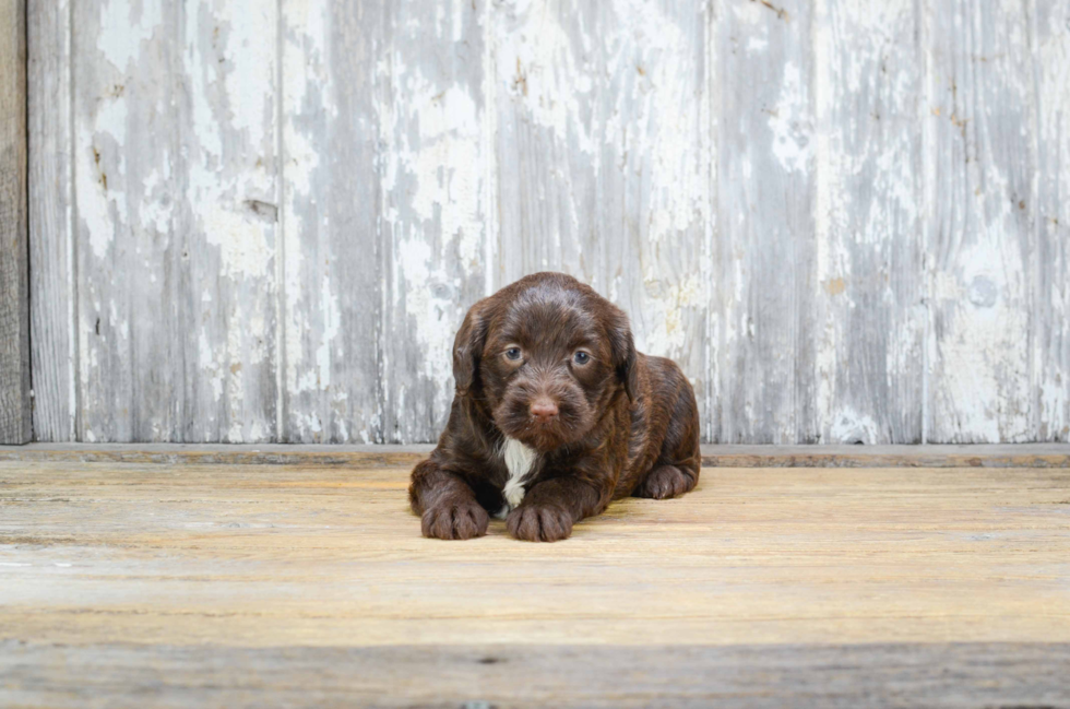 Best Mini Labradoodle Baby