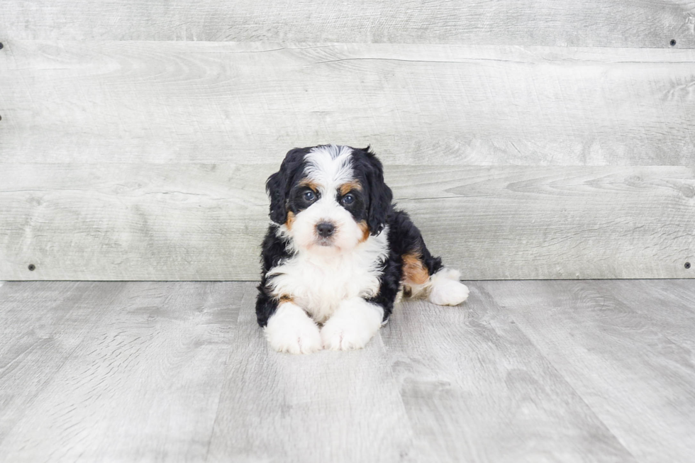 Best Mini Bernedoodle Baby