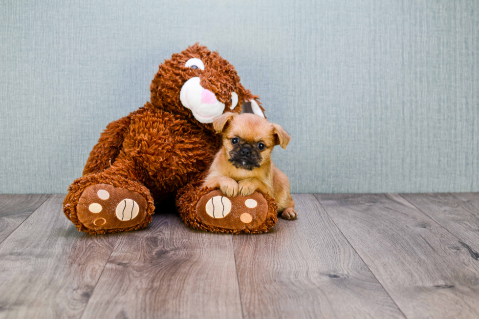 Best Brussels Griffon Baby