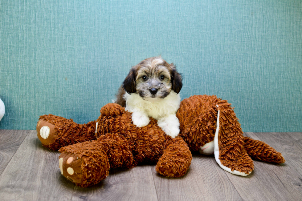 Havanese Pup Being Cute