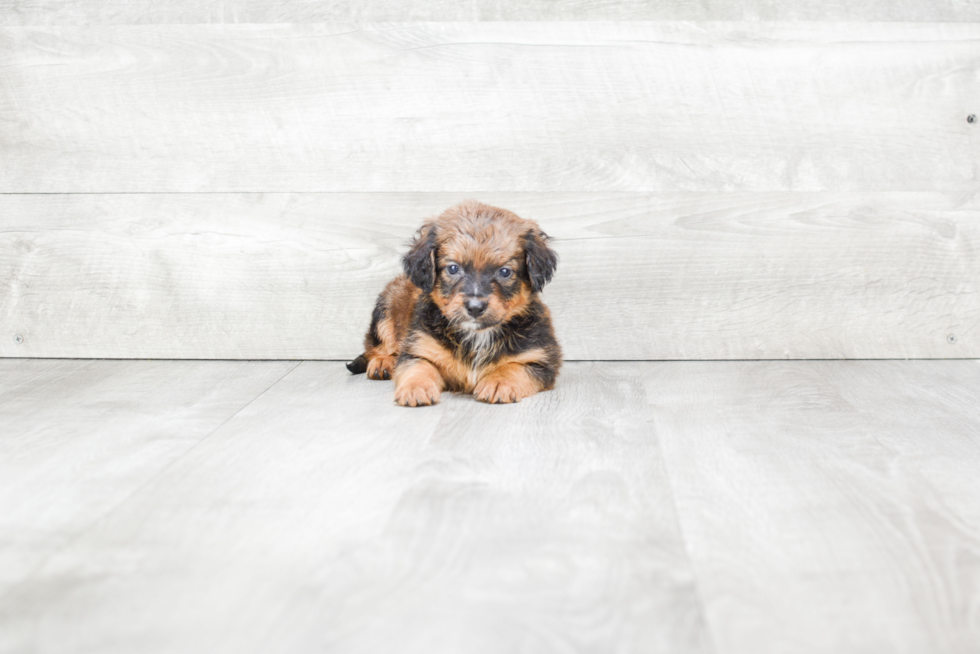 Popular Mini Bernedoodle Poodle Mix Pup