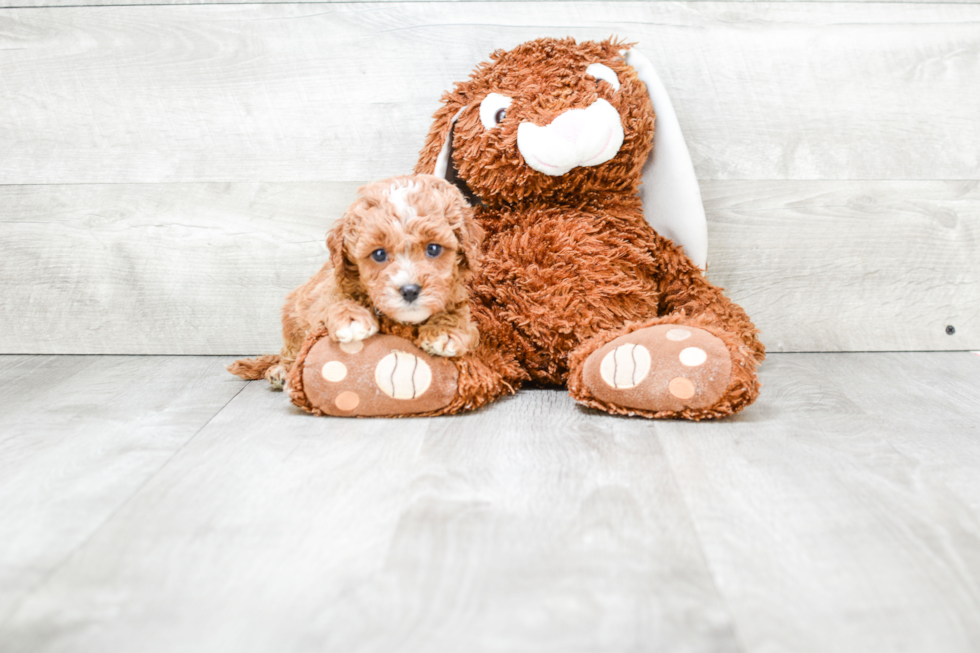 Cute Cavapoo Baby