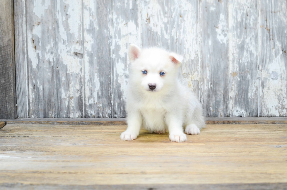 Adorable Mini Husky Designer Puppy