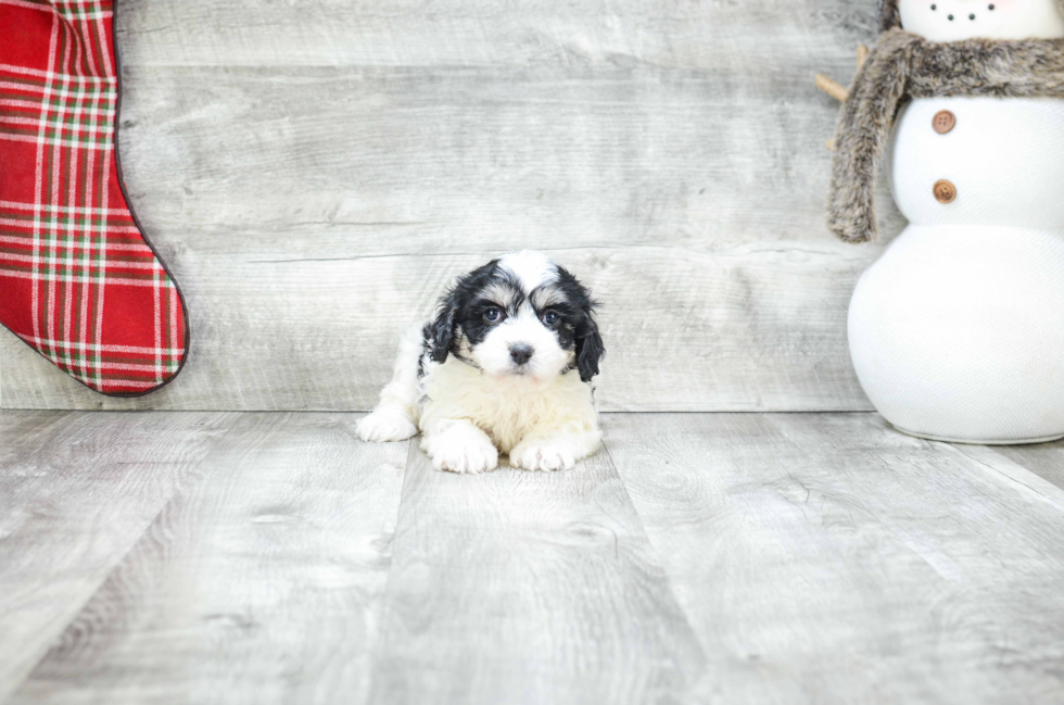 Cavachon Puppy for Adoption