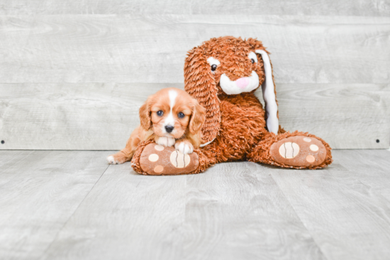 Small Cavalier King Charles Spaniel Purebred Pup