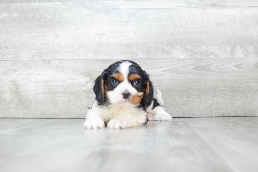 Funny Cavalier King Charles Spaniel Purebred Pup