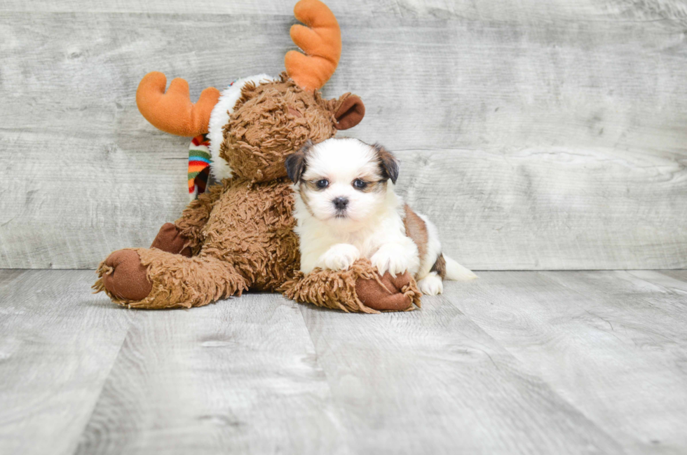 Friendly Teddy Bear Baby