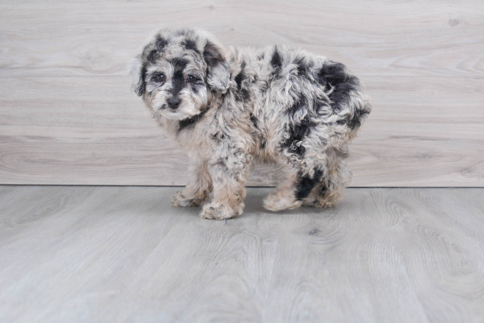 Best Mini Aussiedoodle Baby