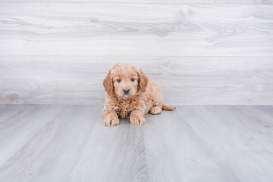 Small Mini Goldendoodle Baby